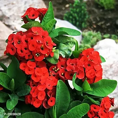 Baishnab Euphorbia Plant Red Euphorbia Flower Plants-thumb0