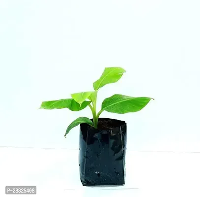 Baishnab  bgg11 Banana Plant-thumb0