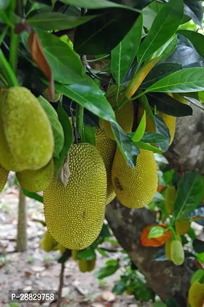 Baishnab  Jackfruit Fruit Plant A13 Jackfruit Pla