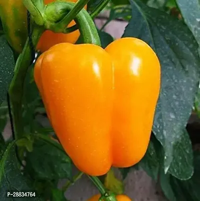 Baishnab Capsicum seed klaCapsicum Orange seeds1000PIECE