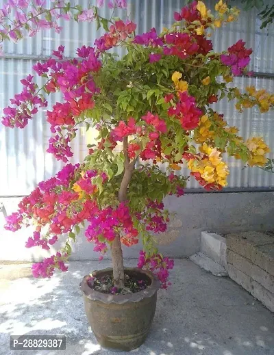 Baishnab  Bougainvillea Plant CF00016 Baugainvill