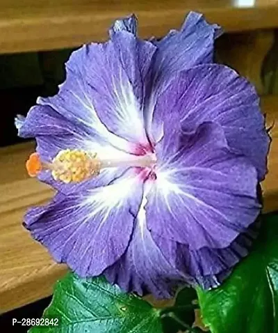 Baishnab Hibiscus Plant Hibiscus Plant ( Madras Hibiscus Plant )-thumb0