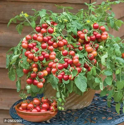 Baishnab Tomato seed 50 per packet rtcherry tomato seeds for home garden vegetables50PIECE