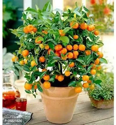 Baishnab  ORANGENG1 Orange Plant-thumb0