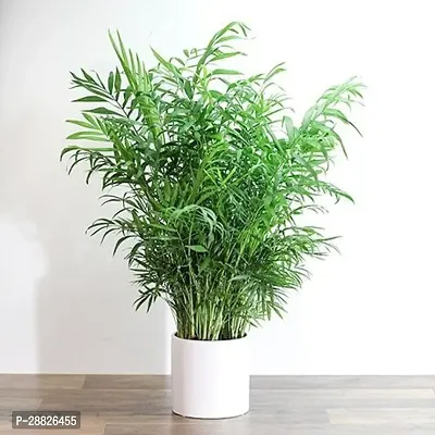 Baishnab  ROUND ARECA PLANT Areca Palm-thumb0