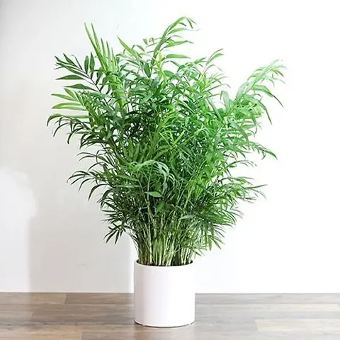 New Arrival Plant & Planters 