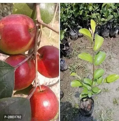 Baishnab  Apple ber Ber Apple Plant-thumb0