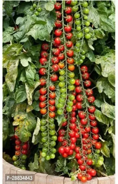 Baishnab tomato  seed 100 ps xdImported Rare Hybrid Tomato Seeds Tsifomandra Tree Tomato100PIECE-thumb0