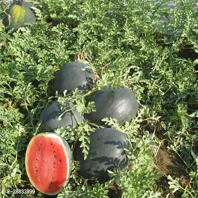 Baishnab Water mellon seed  50psGennext Hybrid Alladin 292 Water Melon Seeds50PIECE