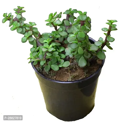 Baishnab  Rsjade1 Jade Plant