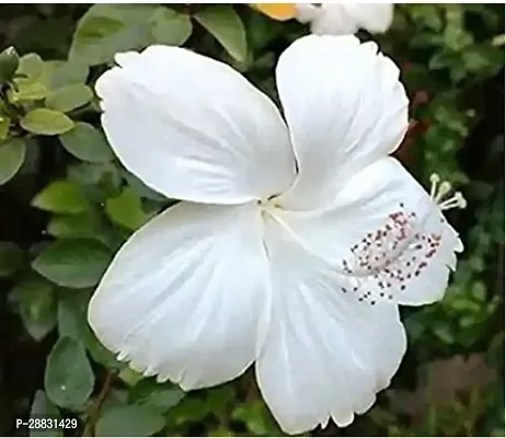 Baishnab  Hibiscus plant 26 Hibiscus Plant-thumb0