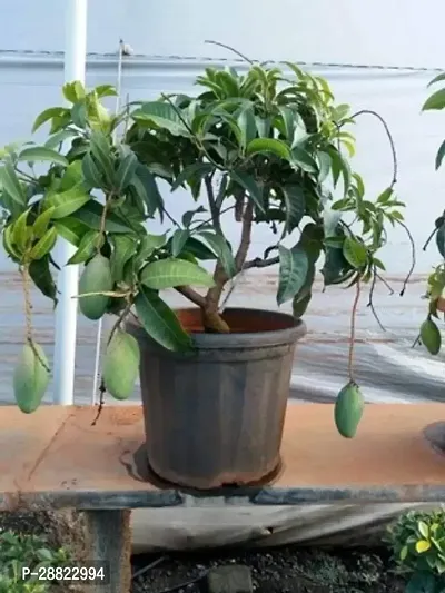 Baishnab  Ratnagiri Alphonso Mango Tree Hapus Live