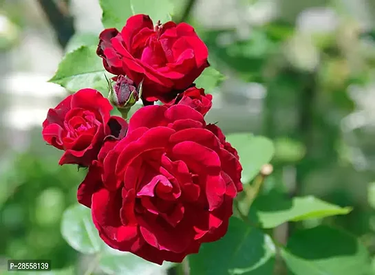 Baishnab Rose Plant Rose plant hybrid