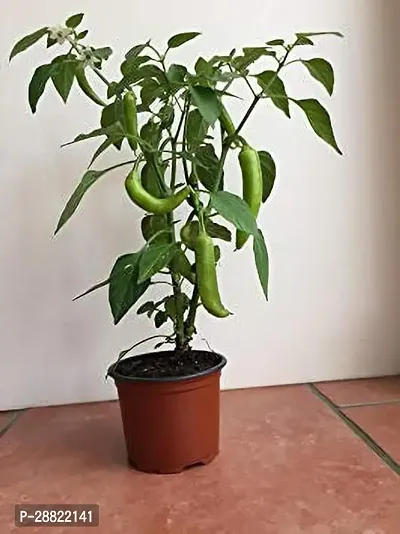 Baishnab  ASDPLS1009 MirchChilli Plant-thumb0