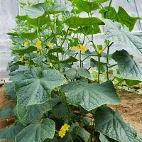 Baishnab Cucamber 1000ps mc tyy Hybrid Cucumber Seeds1000PIECE-thumb1