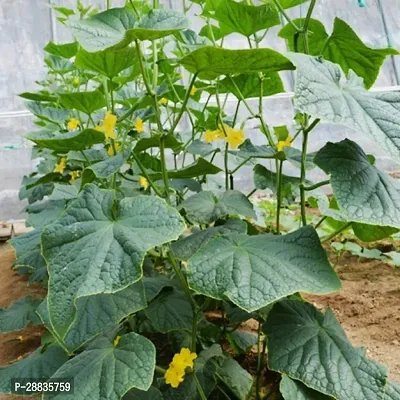 Baishnab Cucamber 1000ps mc tyy Hybrid Cucumber Seeds1000PIECE-thumb2