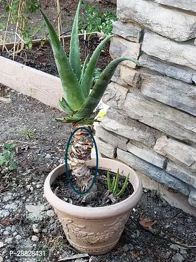 Baishnab  Aloe Vera Plant CF0001018 Aloe Vera Pla