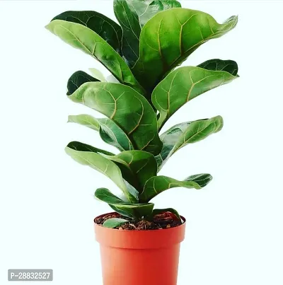 Baishnab  Best HomeDecore Fiddle Leaf Plant 004 Fid-thumb0