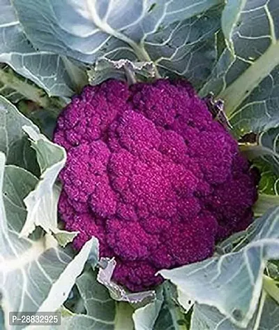 Baishnab Cauliflower seed 25 per packet rbPurple Cauliflower  Phol Gobhi  F1 Hybrid Vegetable Seeds   G417725PIECE