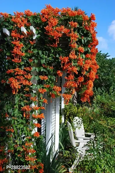 Baishnab  VenustaOrange Bignonia Flowerplant CF