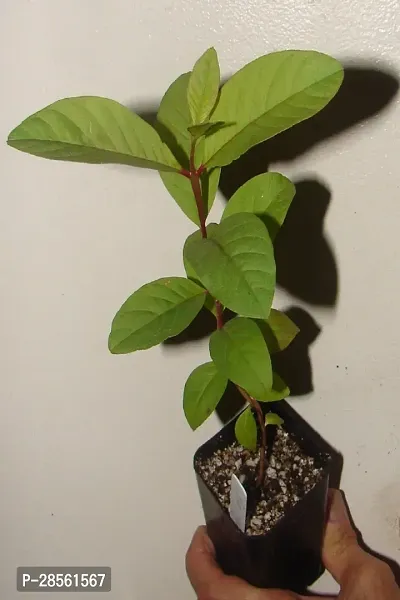 Baishnab Guava Plant RED GUAVA PLANT-thumb0