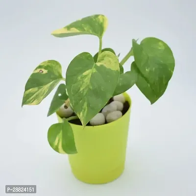 Baishnab  Money Plant CF001851 Money Plant-thumb0