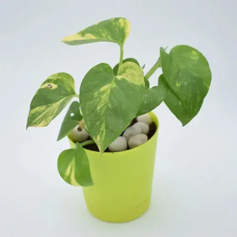 New Arrival Plant & Planters 