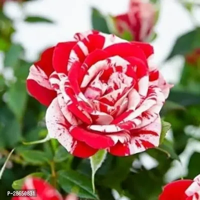 Baishnab Rose Plant CREAMY ROSE PLANT 09-thumb0