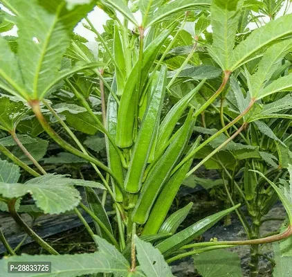 Baishnab Vendi seed 200ps mc frhu200 Green Okra 1856200PIECE-thumb0