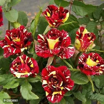 Baishnab  Tiger Rose Plant Rose Plant-thumb0