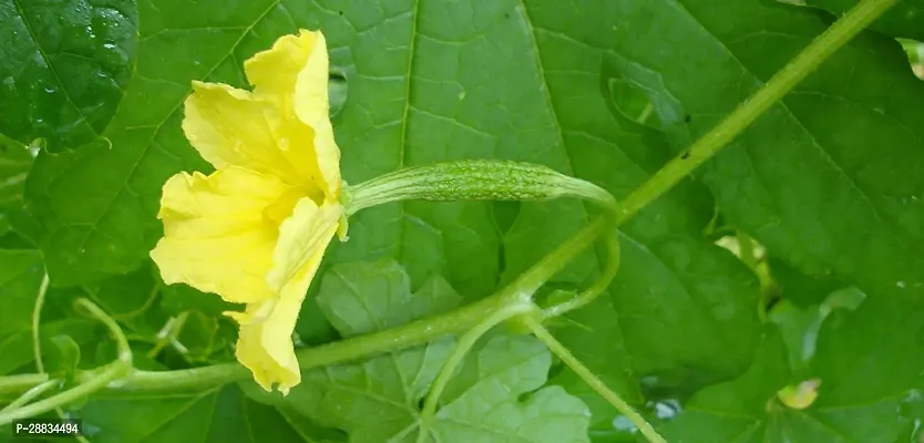 Baishnab Bittergourd seed 120 per packet Bitter Gourd Organic F1 Hybrid Seeds120PIECE