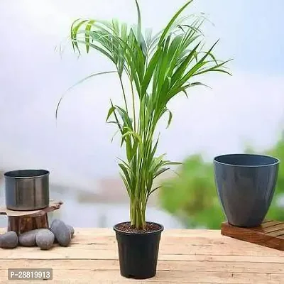 Baishnab  aae01 Areca Palm-thumb0