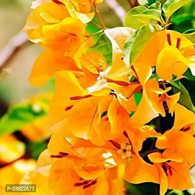 Baishnab  Bougainvillea Yellow PlantCFA202 Bauga