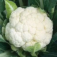 Baishnab Gobi seed 10gramHybrid Cauliflower Seeds MAHARANI F1 10g X 1pcs10PIECE-thumb1