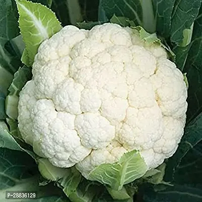 Baishnab Gobi seed 10gramHybrid Cauliflower Seeds MAHARANI F1 10g X 1pcs10PIECE-thumb2