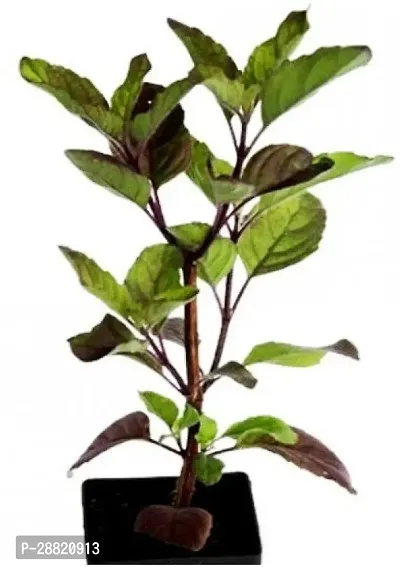 Baishnab  PLT219 Tulsi Plant-thumb0