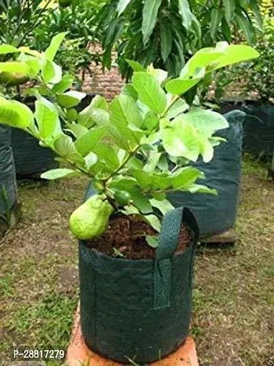 Baishnab  Red Strawberry Guava PLANT LIVE3333 Guava-thumb0