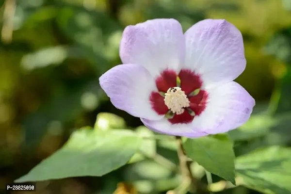 Baishnab  Hibiscus White Plant CF2004 Hibiscus Pl