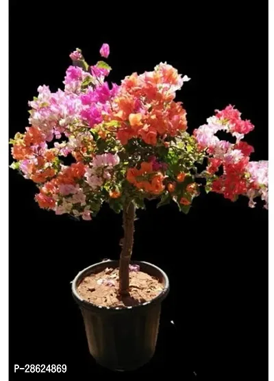 Baishnab Baugainvillea Plant Bougainvillea Plant Kagaj Flower Live Plant FP100101-thumb0