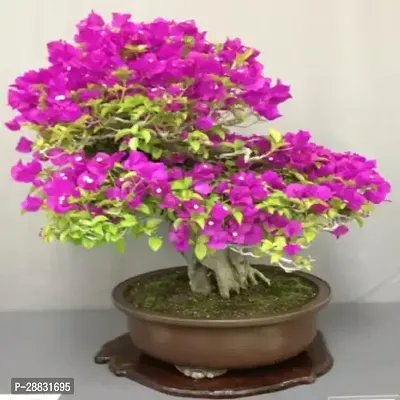 Baishnab  Bougainvillea  BGN JJ Bougainvillea Plant-thumb0