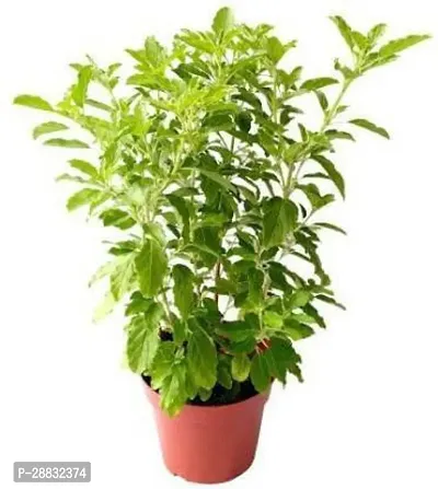 Baishnab  BG234 Tulsi Plant-thumb0