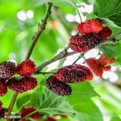 Baishnab  Mulberry Plant ll096 ZZ Plant