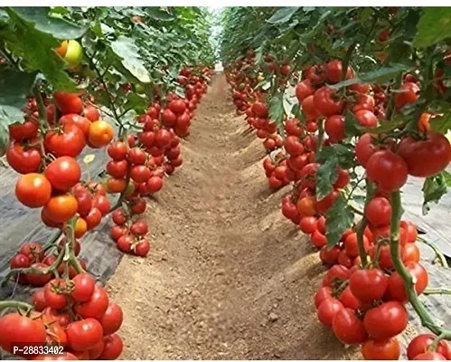 Baishnab tomato seed 1000 ps hj llpRare Hybrid Vegetable Cherry Tomatoes Seeds1000PIECE-thumb0