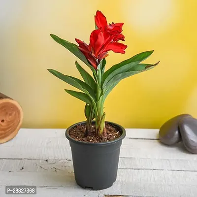 Baishnab  Canna Red Flower with Green Leaves  Pl-thumb0