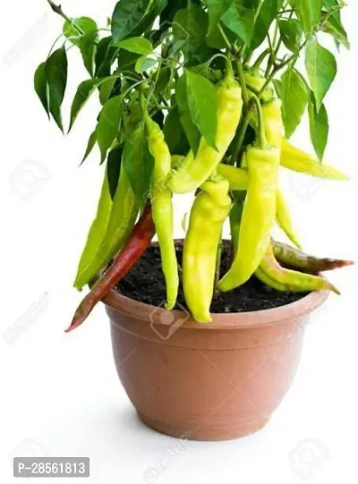 Baishnab MirchChilli Plant MirchChilli Plant-18-thumb0