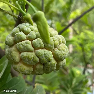 Baishnab  Custard Apple Live Plant Disha309079 C