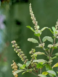 Baishnab Tulsi Plant Tulsi-thumb1