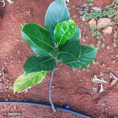 Baishnab  JackfruitKathal Live Plant CF01261111