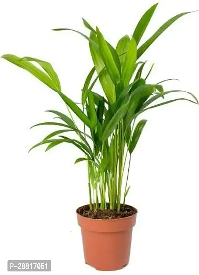 Baishnab  areca Areca Plam-thumb0