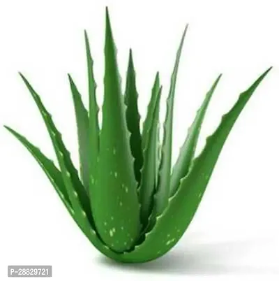 Baishnab  Aloe Vera Plant CF00051 Aloe Vera Plant-thumb0